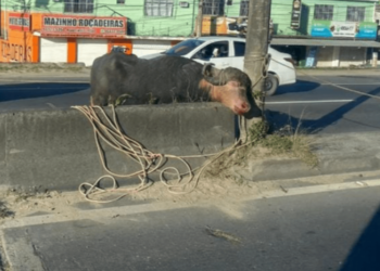 Um búfalo invade a pista e causa interrupção no trânsito em uma rodovia