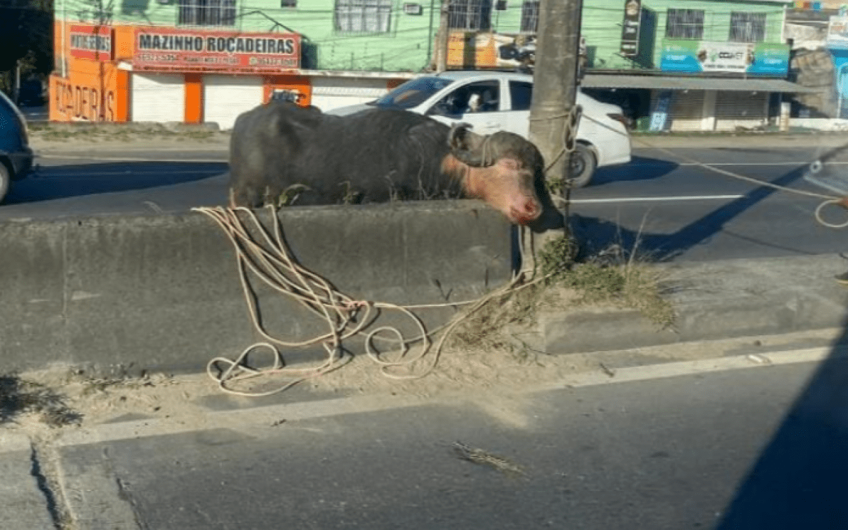 Um búfalo invade a pista e causa interrupção no trânsito em uma rodovia