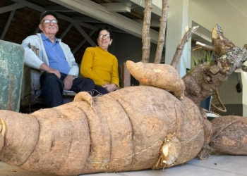Pé de mandioca gigante de 112 kg levou 4 horas para ser colhido