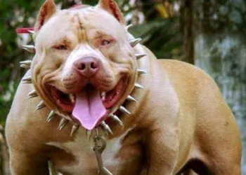 ( imagens fortíssimas) criança tem orelha e couro cabeludo arrancado por pittbull