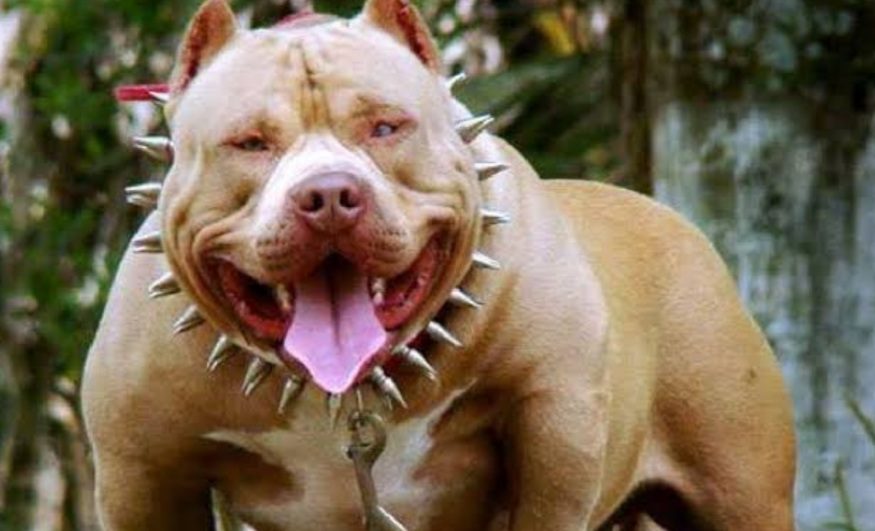( imagens fortíssimas) criança tem orelha e couro cabeludo arrancado por pittbull
