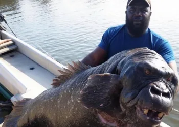 “Peixe-gorila” se torna viral na internet e desperta a curiosidade dos internautas