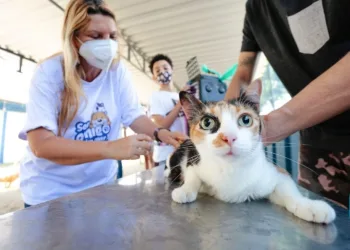 Vigilância Sanitária oferece microchipagem e vacinação antirrábica para animais em Campo Grande