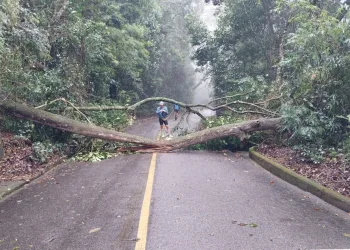 Chuvas Intensas Causam Deslizamentos e Quedas de Árvores no Rio de Janeiro