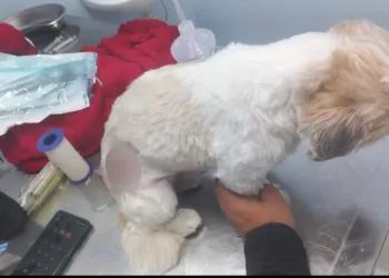 Cachorro ferido por bala perdida em tiroteio no Rio