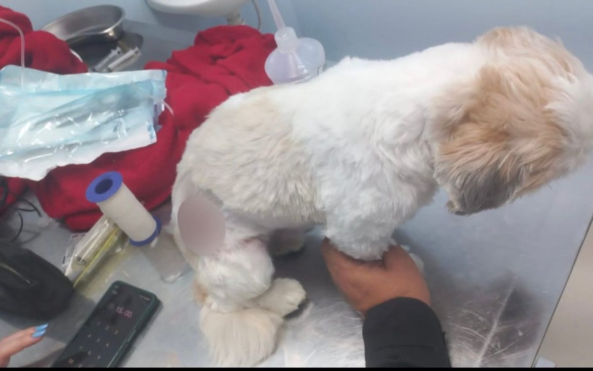 Cachorro ferido por bala perdida em tiroteio no Rio