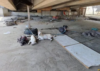 Onze Cachorros Resgatados em Passarela da Avenida Brasil