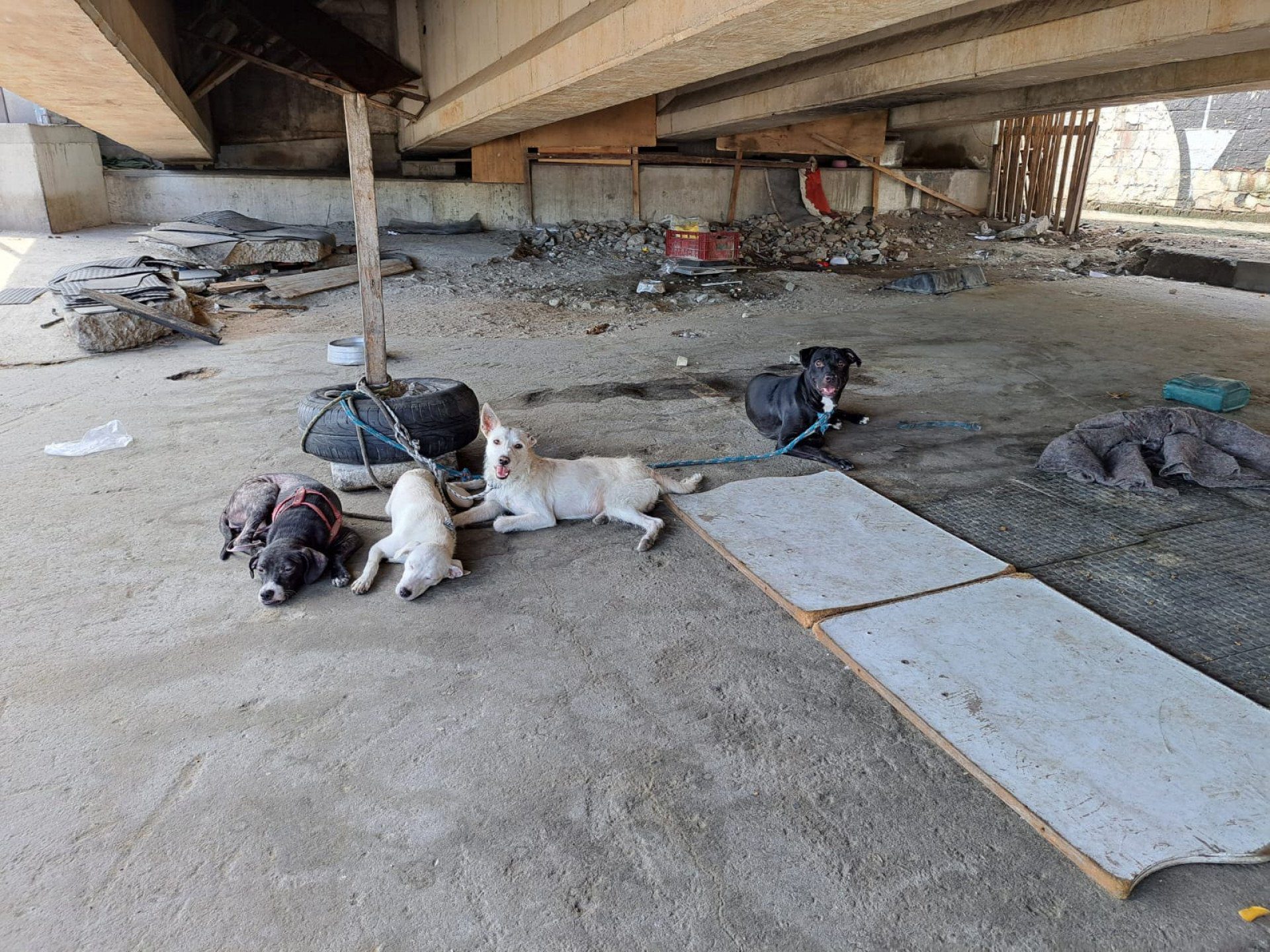 Onze Cachorros Resgatados em Passarela da Avenida Brasil