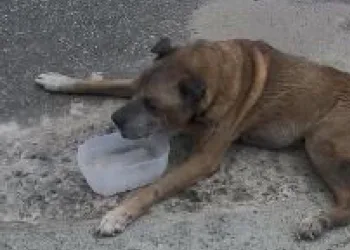 VÍDEO: Cão Arremessado e Morto em Assalto Violento