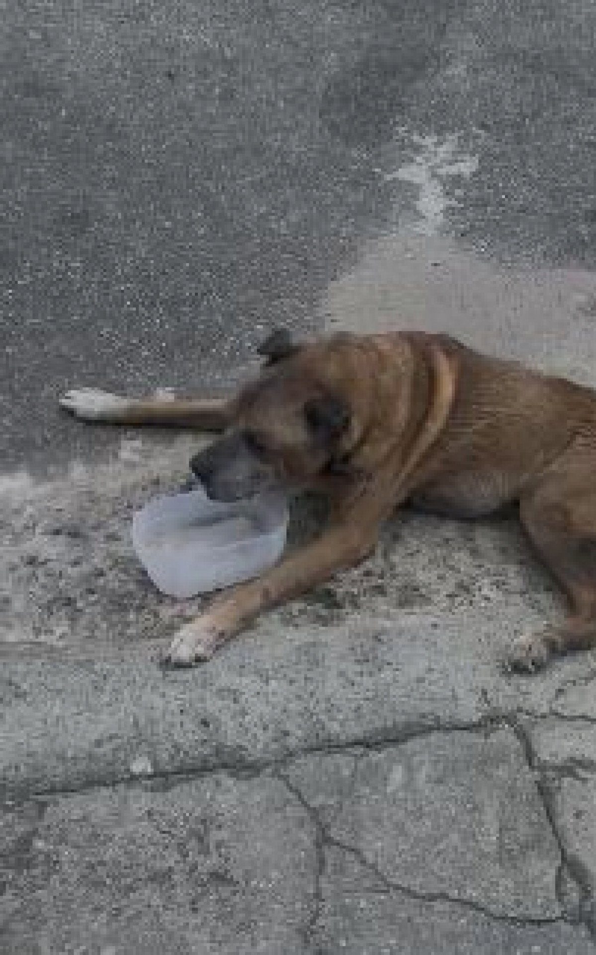 VÍDEO: Cão Arremessado e Morto em Assalto Violento
