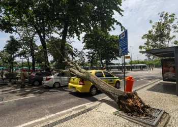 Queda de árvore atinge veículos em via