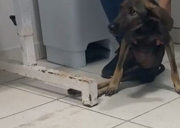 Homem Preso por Agredir Cão e Deixá-lo Paralítico