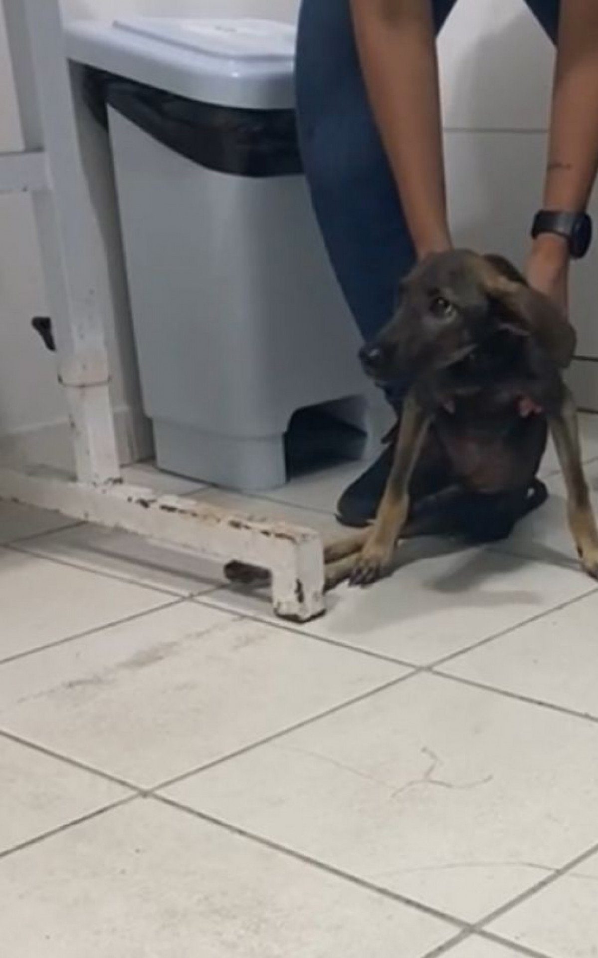 Homem Preso por Agredir Cão e Deixá-lo Paralítico