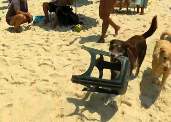 Cães Atendentes Viram Sensação na Praia de Ipanema!