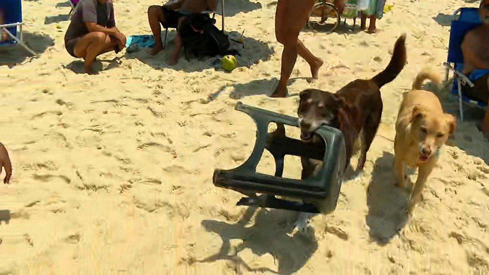 Cães Atendentes Viram Sensação na Praia de Ipanema!