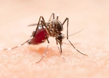 Explosão de Casos de Dengue no Rio: Aumento de 430% em 2023