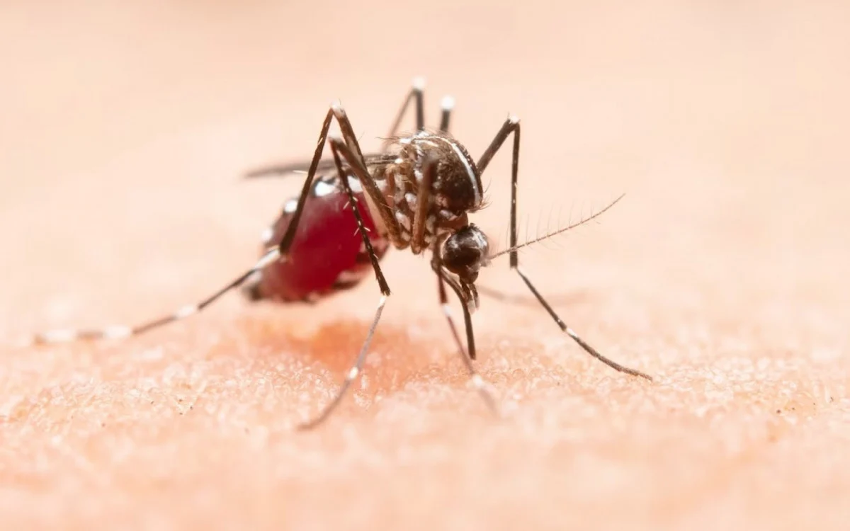 Explosão de Casos de Dengue no Rio: Aumento de 430% em 2023