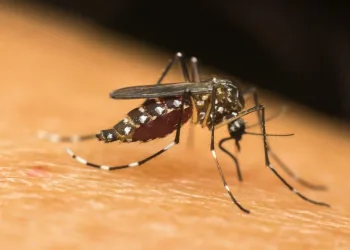 Mudanças Climáticas e o Agravamento de Doenças como Dengue e Zika no Brasil