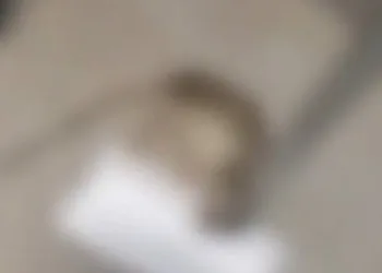 Rato Encontrado em Quarto de Hospital Infantil na Zona Sul do Rio