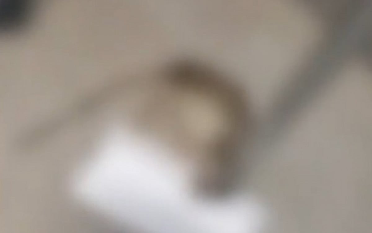 Rato Encontrado em Quarto de Hospital Infantil na Zona Sul do Rio