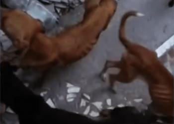 Oito Cães Desnutridos Resgatados em Paciência