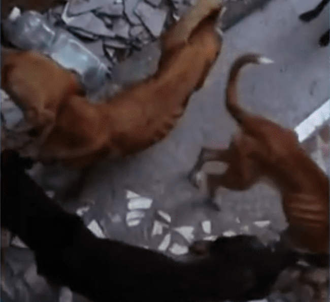 Oito Cães Desnutridos Resgatados em Paciência