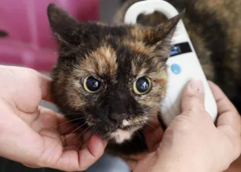 Carteira de identidade’ digital para cães e gatos cariocas é regulamentada na cidade do Rio