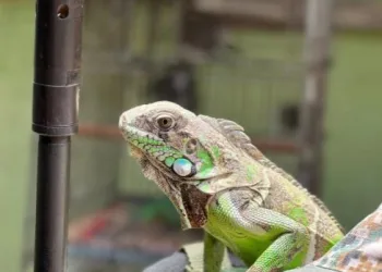 Homem é Preso por Manter Nove Animais Silvestres em Cativeiro em Campo Grande