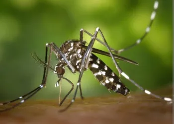 Dengue no Rio de Janeiro: Casos Disparam em 2024
