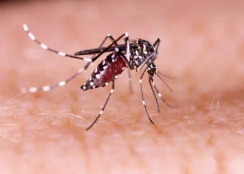 Alerta Dengue: Casos Disparam no Início do Ano e Zona Oeste do Rio é Epicentro