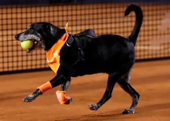Cãodulas Invadem o Rio Open: Uma Competição Canina na Quadra de Tênis