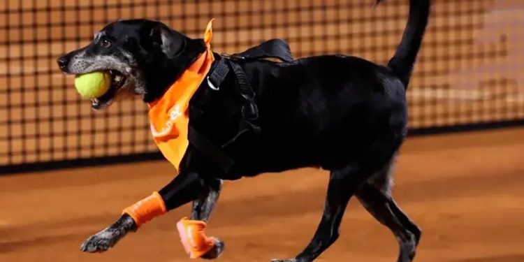 Cãodulas Invadem o Rio Open: Uma Competição Canina na Quadra de Tênis