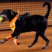 Cãodulas Invadem o Rio Open: Uma Competição Canina na Quadra de Tênis