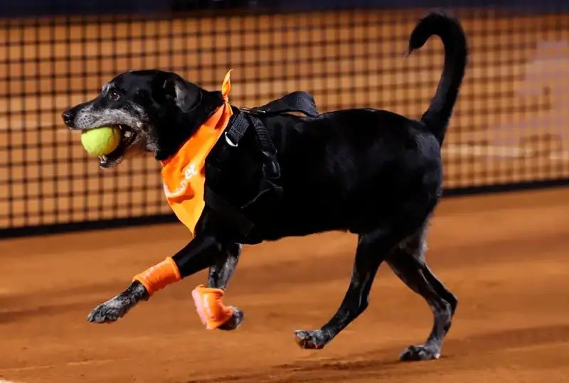 Cãodulas Invadem o Rio Open: Uma Competição Canina na Quadra de Tênis