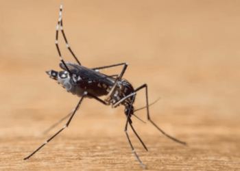 Brasil atinge marca preocupante: Mais de 700 mil casos prováveis de dengue registrados