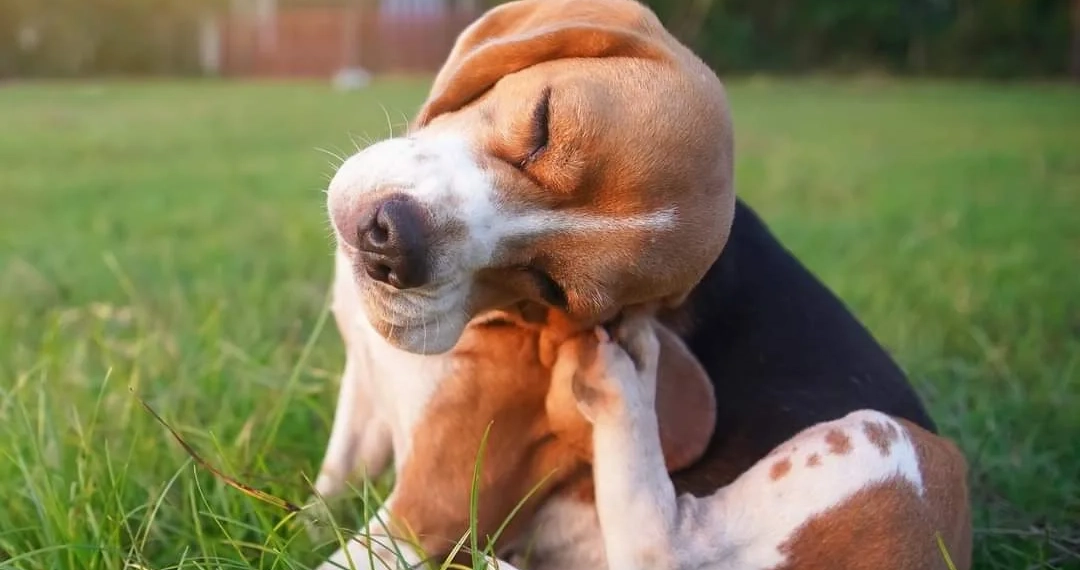 Agenda de Castração para Cães e Gatos Abre em Campo Grande e Região