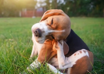 Agenda de Castração para Cães e Gatos Abre em Campo Grande e Região