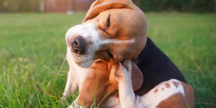 Agenda de Castração para Cães e Gatos Abre em Campo Grande e Região