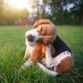 Agenda de Castração para Cães e Gatos Abre em Campo Grande e Região