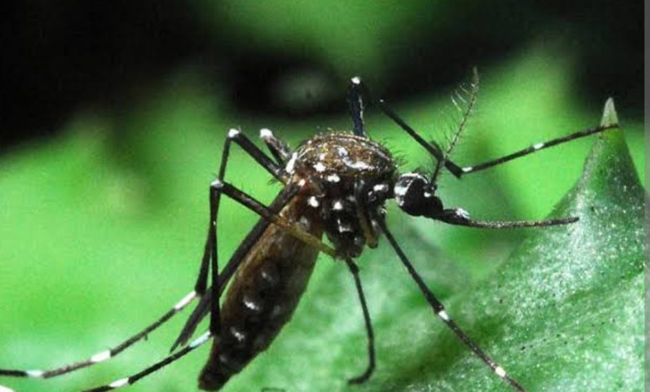 Campo Grande lidera casos de dengue no Rio de Janeiro