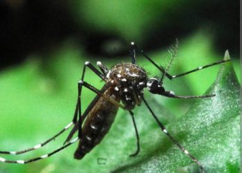 Campo Grande lidera casos de dengue no Rio de Janeiro