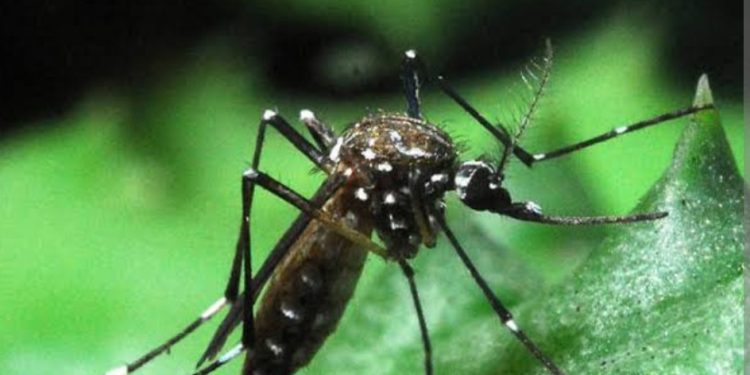 Campo Grande lidera casos de dengue no Rio de Janeiro
