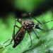 Campo Grande lidera casos de dengue no Rio de Janeiro