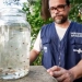 Rio utiliza peixes barrigudinhos no combate à dengue