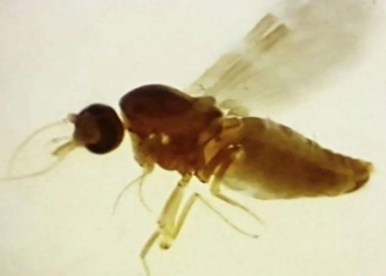 Primeiro Caso de Febre Oropouche no Rio!