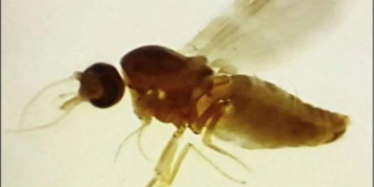 Primeiro Caso de Febre Oropouche no Rio!