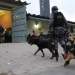 Único Cão Farejador da PM do Rio Grande do Norte Precisa de Descanso Após Intensas Buscas