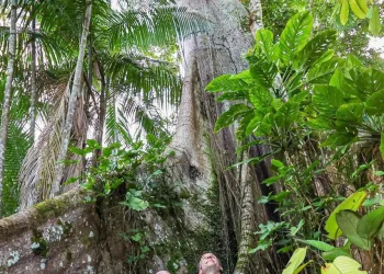 Soberania em Jogo: A Polêmica Declaração de Lula na Amazônia