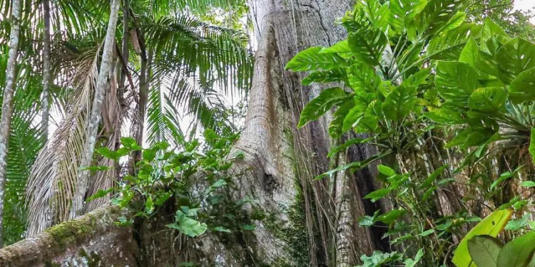 Soberania em Jogo: A Polêmica Declaração de Lula na Amazônia
