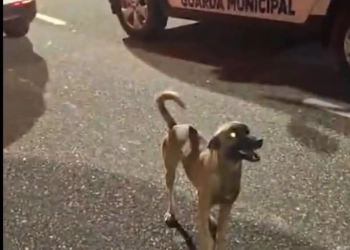 Herói de Quatro Patas: Vira-Lata Caramelo Salva Criança de Atropelamento